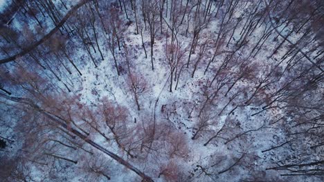 Tierra-Cubierta-De-Nieve-En-El-País-De-Las-Maravillas-Invernales,-Copas-De-árboles-Sin-Hojas,-Vista-Aérea-De-Arriba-Hacia-Abajo