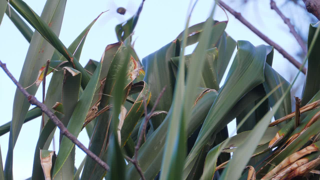 나무의 긴 녹색 잎 주위를 날아다니는 테디베어 벌 무리 - 호주가 원산지인 판다누스 나무