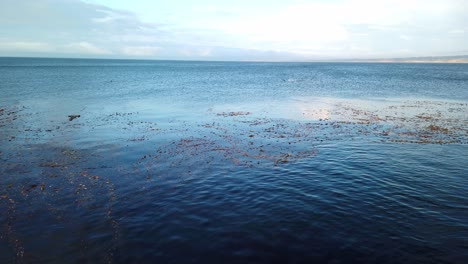 Gimbal-panning-shot-of-the-kelp-forest-from-the-ocean-surface-in-Monterey