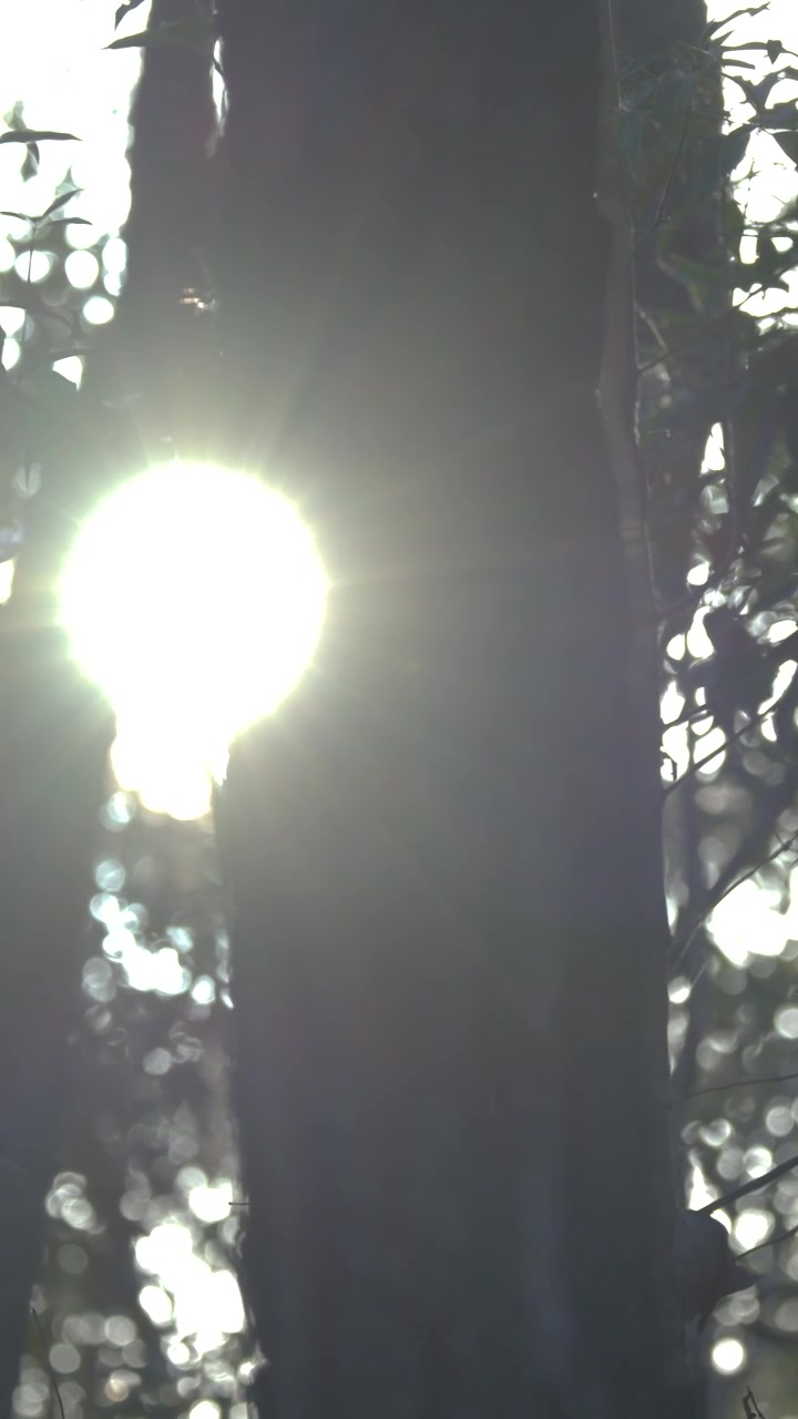 Luz solar brilhante cria um reflexo de lente enquanto se move em panorâmica por uma densa floresta de eucaliptos em Queensland, Austrália.