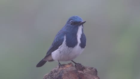 El-Papamoscas-Ultramarino,-También-Conocido-Como-El-Papamoscas-Azul-De-Ceja-Blanca,-Un-Migrante-De-Invierno-A-Tailandia,-Es-Muy-Amigable-Con-La-Gente