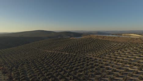 Regular-rows-of-olive-trees-on-hill-with-water-reservoir-in-Jaen,-Andalusia,-Spain