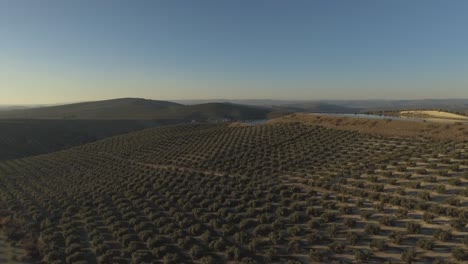 jaen, andalusia, spain의 저수지가있는 언덕에 정기적으로 늘어선 올리브 나무
