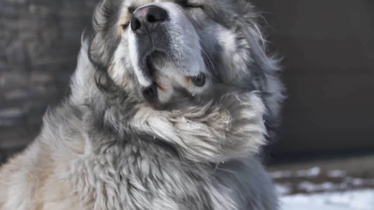 el perro siente la nariz