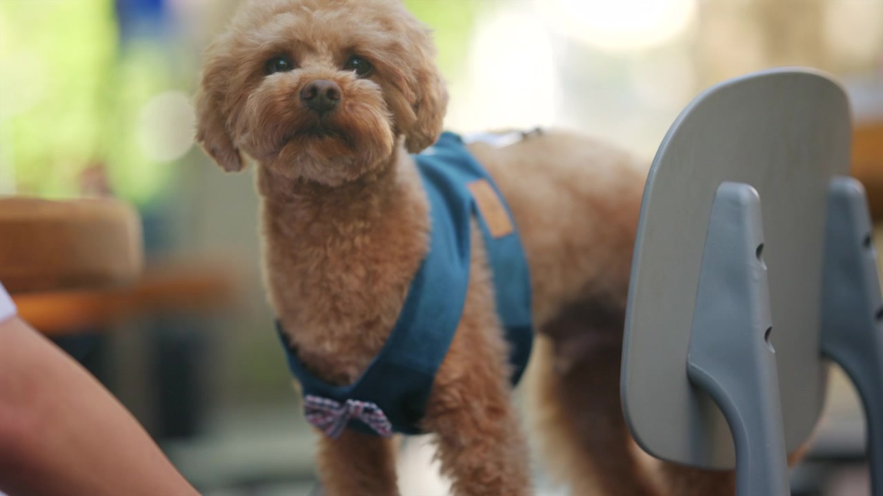 Piccolo cane dal pelo riccio che indossa una pettorina blu, si guarda intorno seduto su una sedia.