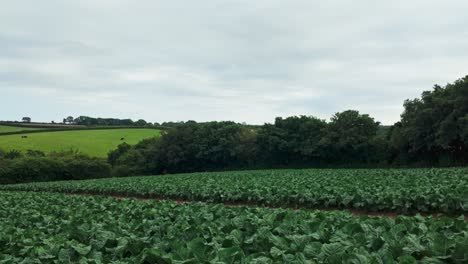 pan from right to left of field of cabbages on overcast day, cornwall, uk