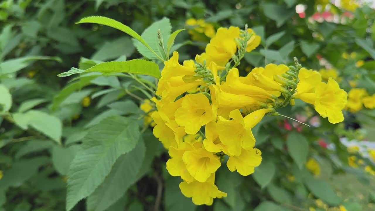 Yellow trumpetbush (Tecoma stans) flowers sway gently in the wind, showcasing vivid golden trumpet-shaped blooms clustered against lush green foliage