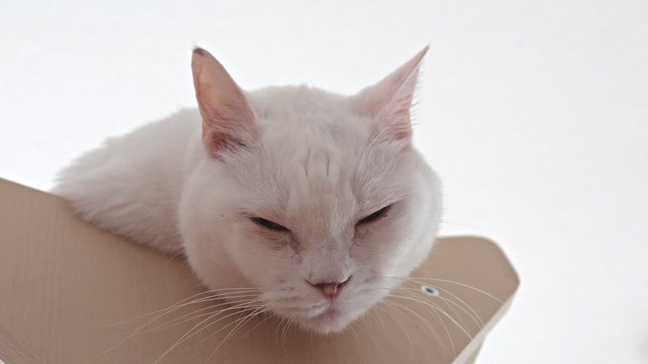 A pure white cat with striking green eyes is perched on a cat tree, looking forward with an alert and attentive gaze, set against a bright, minimalist background.