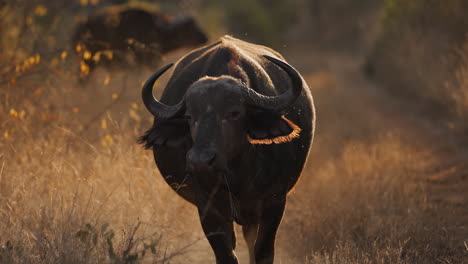 african buffalo in the african savanna