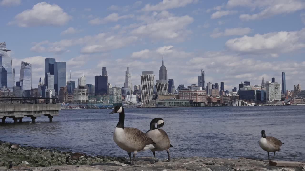 Geese by the Hudson River with New York City Skyline