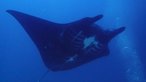 Ein-Großer-Mantaray-Schwimmt-über-Taucher,-Die-Sich-Auf-Den-Sandboden-Setzen