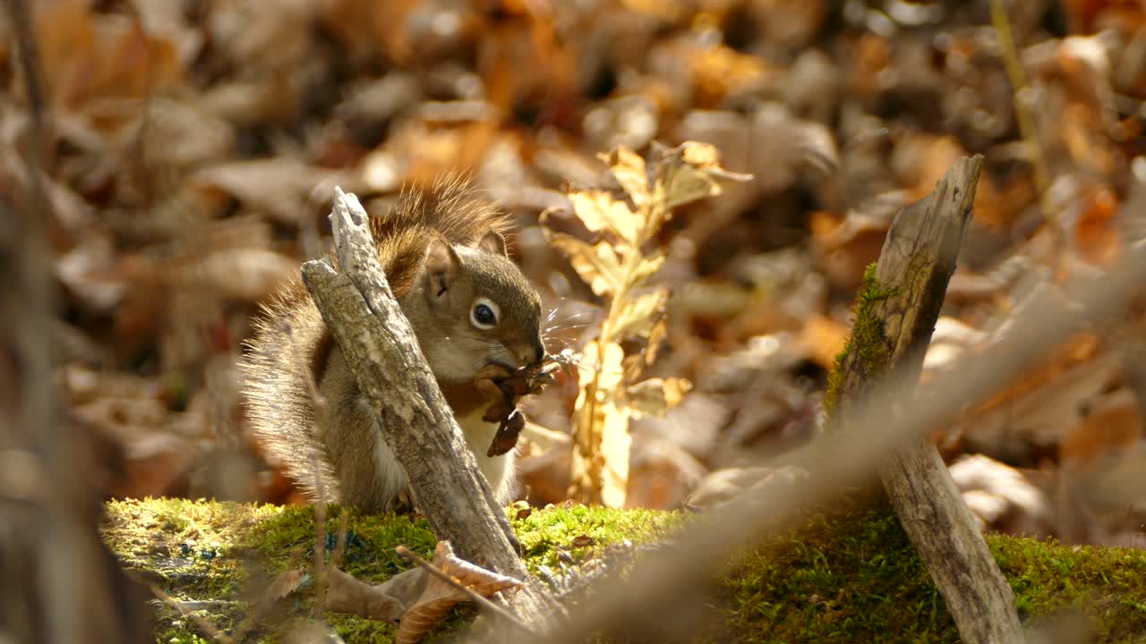 Primo piano: un simpatico scoiattolino seduto su un tronco muschioso che sgranocchia dei chicchi in una fitta foresta.