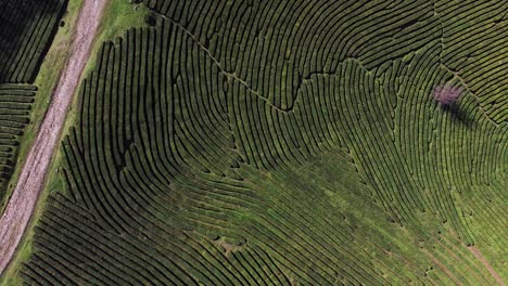 vista aérea de una plantación de té