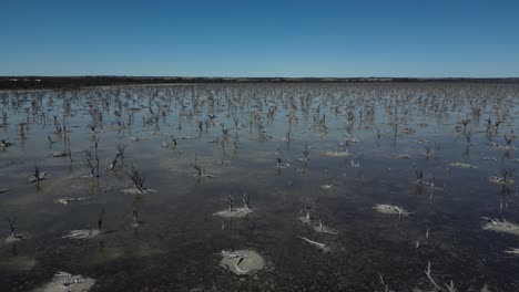la desolada vista del lago taarbin con todos los árboles y arbustos muertos desde el aire
