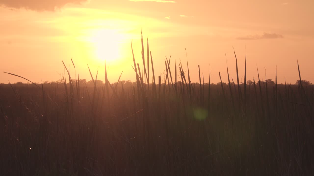 해가 지는 동안 에서 날아다니는 새의 실루의 움직이는