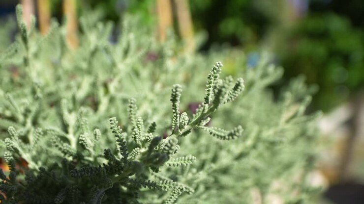 Primo Piano di un Arbusto Verde Chiaro
