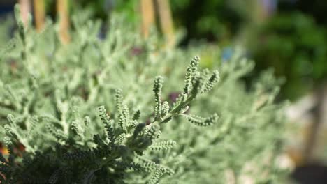 close-up of a light green shrub