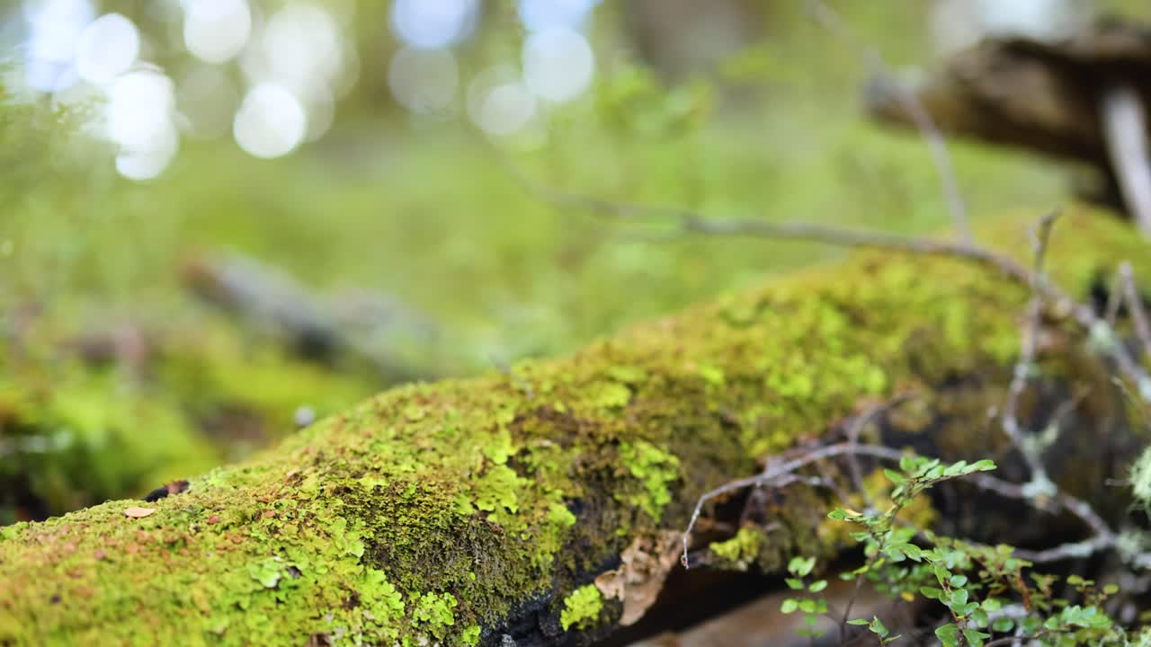 Close-up of a mossy branch in a serene forest setting, showcasing vibrant green hues and natural textures