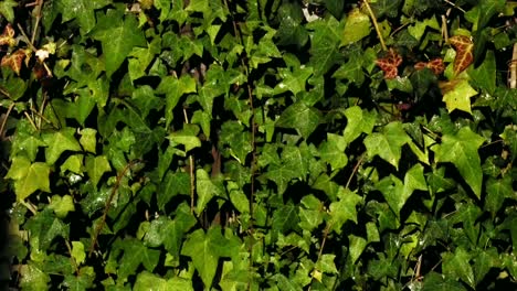 boston ivy creeper wall green