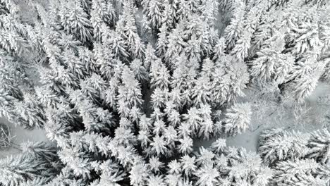 drone view of  forest in winter time