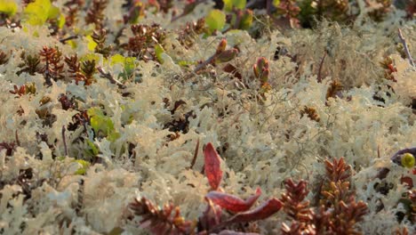 líquenes y plantas de la tundra ártica