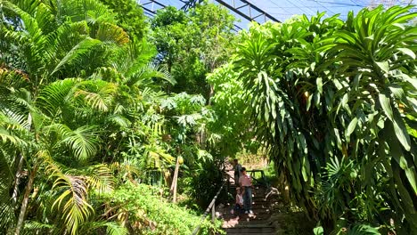 tropical garden path with people