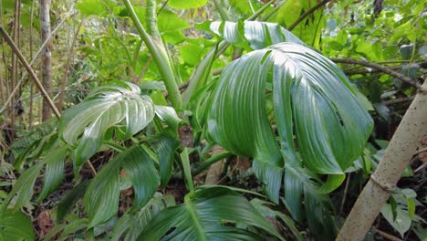 A-close-up-of-some-beautiful-leaves