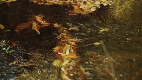 shot of a mountain creek with crystal clear water running in amazing green forest