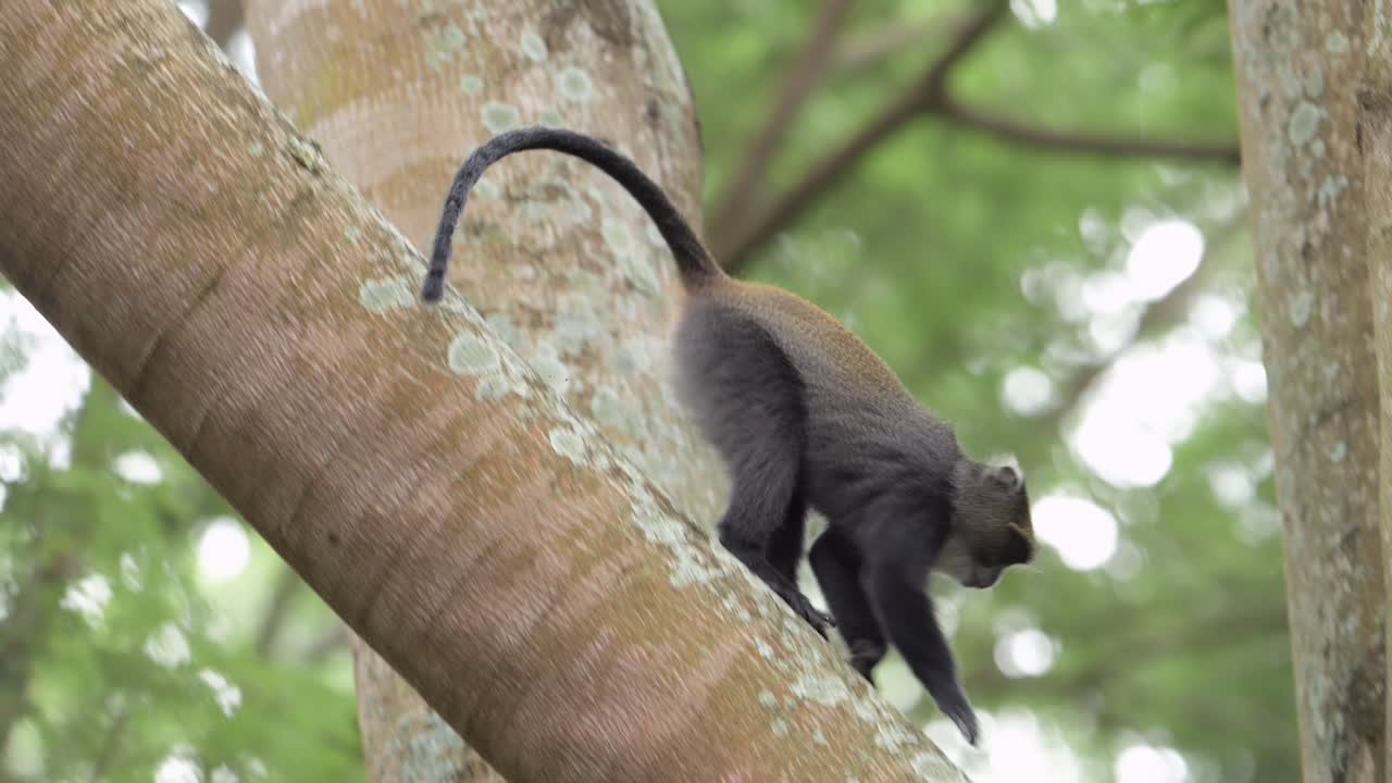 un mono trepando a un árbol