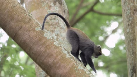 un mono trepando a un árbol