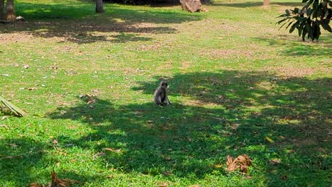 sri lankan grey-tufted langur monkey sitting on grass eating a mango fruit in sri lanka