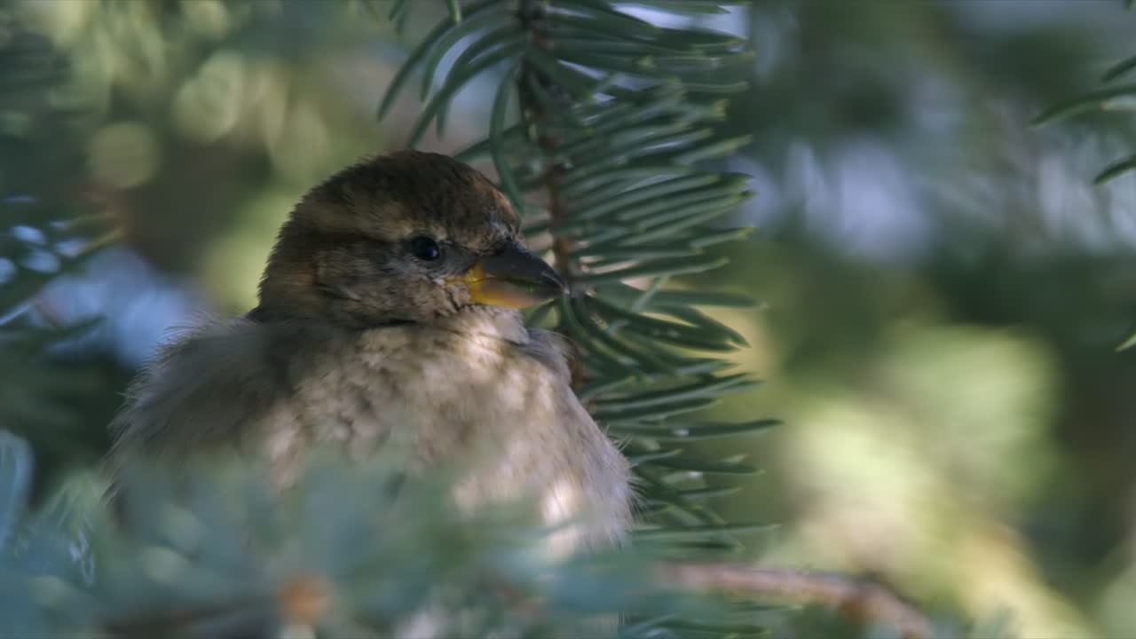 el plumaje de la hembra de gorrión esponjoso en la rama de un abeto en invierno