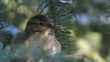 Flauschige-Weibliche-Spatz-Pflegt-Gefieder-Auf-Fichte-Ast-Im-Winter