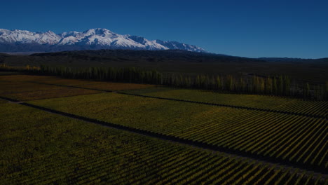 AERIAL---Vineyard-at-dusk-under-a-dark-blue-sky-with-snowy-mountains-background,-forward