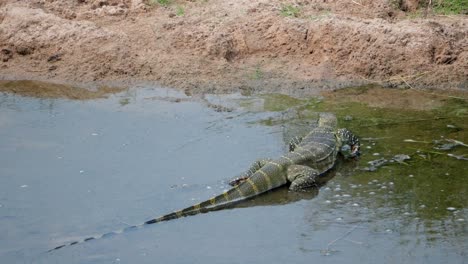 Nile monitor (Varanus niloticus) walks through the water, smelling with its tongue. Tarangire National Park