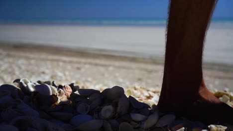 Slow-motion-of-male-feet-walking-on-pile-of-shells,-low-stationary-close-up