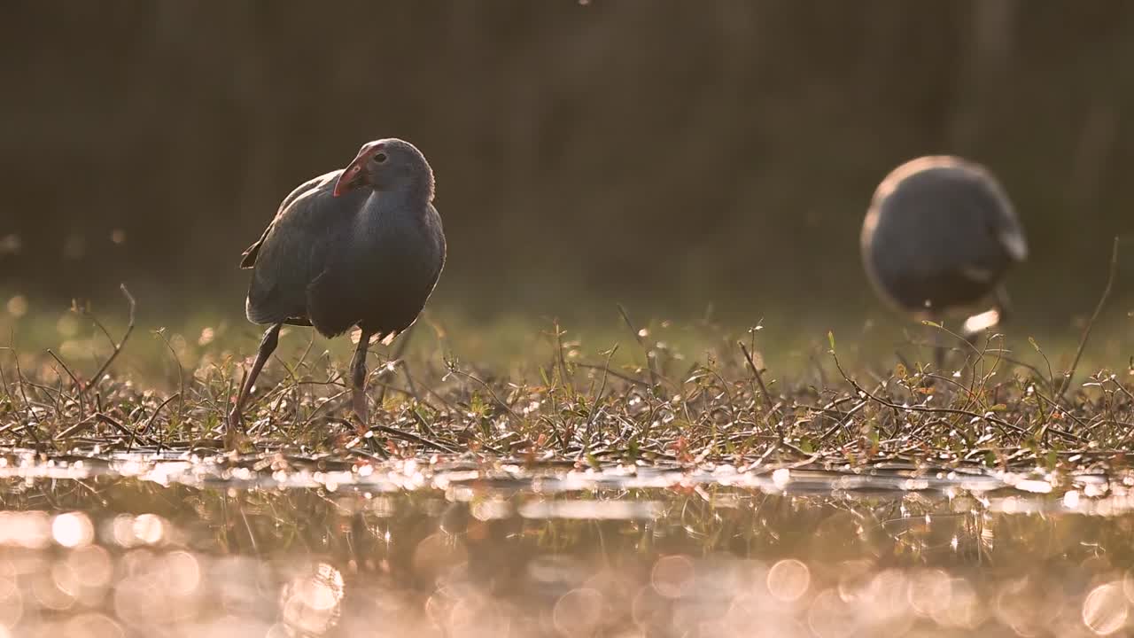 L'esclusiva tecnica di alimentazione del Porphyrio poliocephalus è messa in risalto nella luce soffusa e arancione di un tramonto tropicale