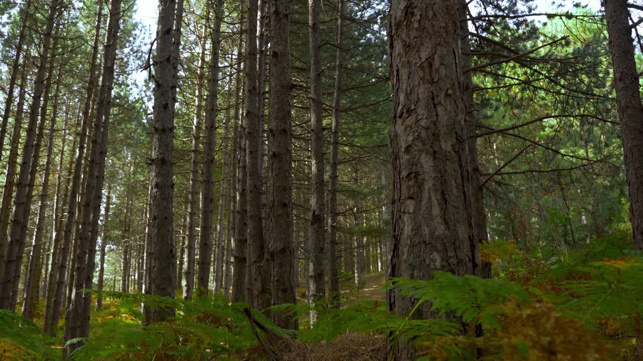 Passeggiando tra felci verdi e tronchi di pini all'interno di una tranquilla foresta nei Balcani.