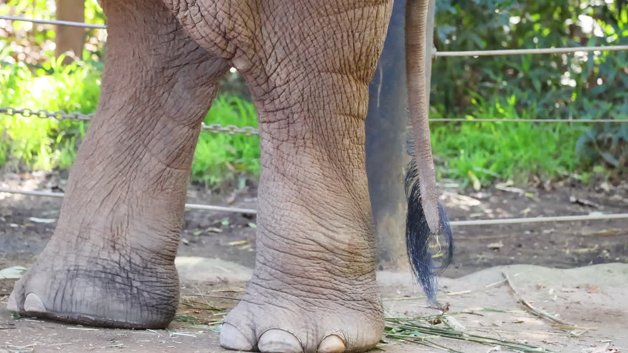 Elephant's legs and tail in motion