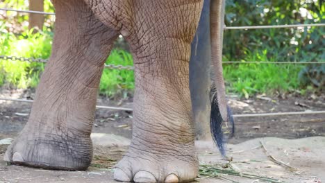 elephant's legs and tail in motion