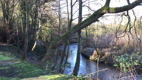 view of the river bollin from st bartholomew’s churchyard in wilmslow, cheshire, england, on a sunny winter’s day.