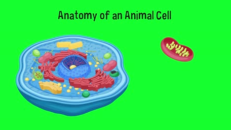 animated exploration of animal cell components.