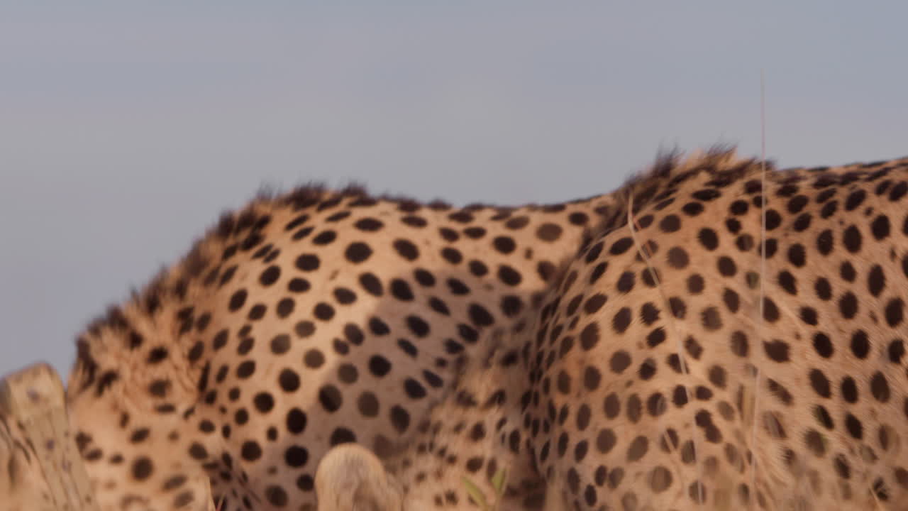 Close up shot of a coalition of cheetah's bodies in a feeding frenzy
