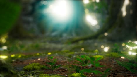 sunlight rays pour through leaves in a rainforest