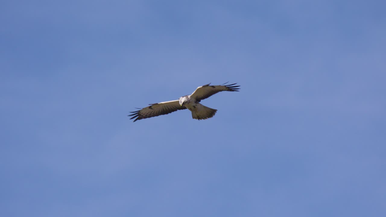 pájaro de presa en vuelo