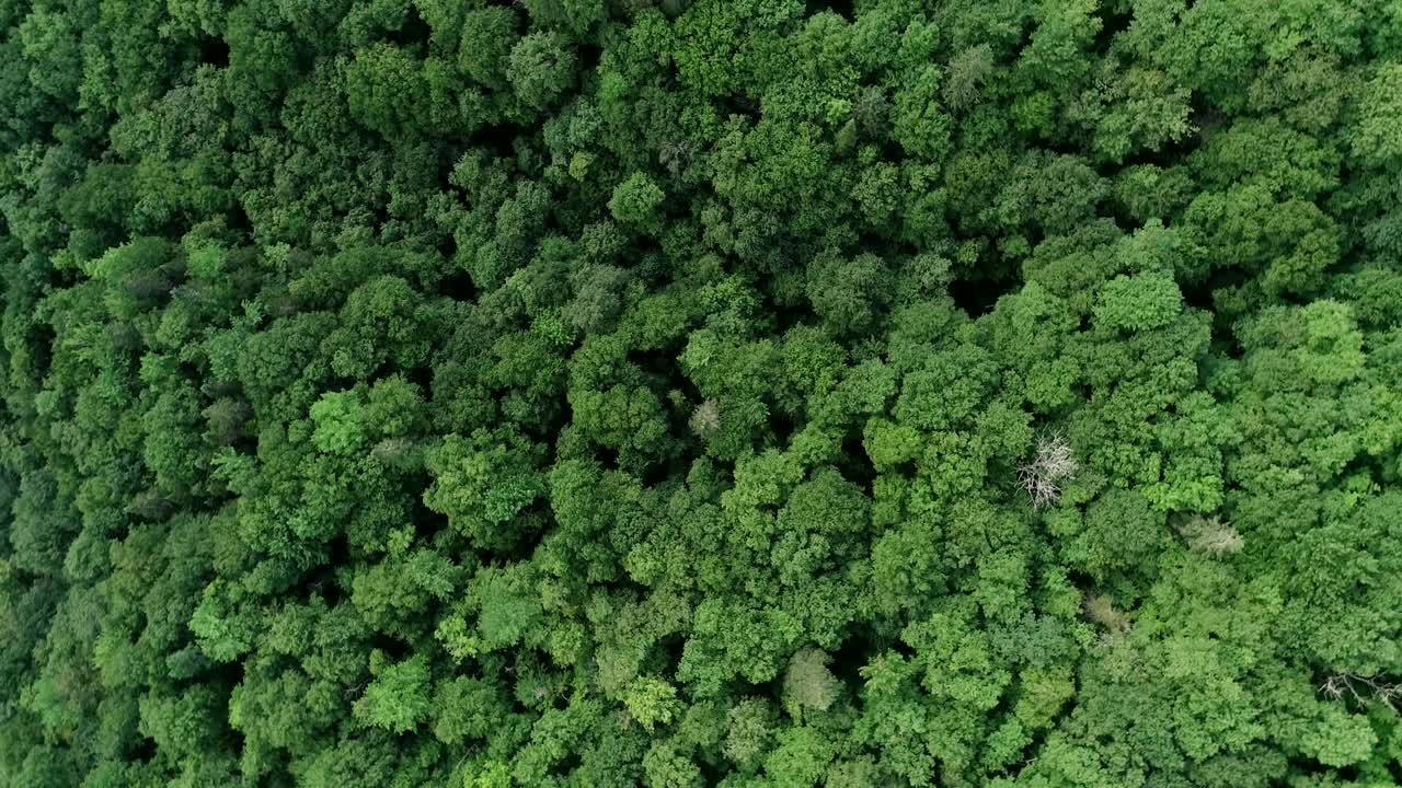 The view of a large deciduous forest by a drone