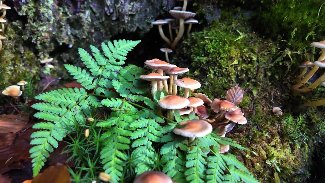 Camera moving up through a collection of Sulphur tuft mushrooms. Lake district, UK