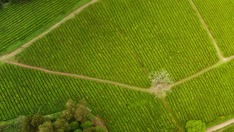 Cinematic-aerial-drone-view-of-green-tea-plantations-in-Sao-Miguel-island-in-the-Azores---Portugal