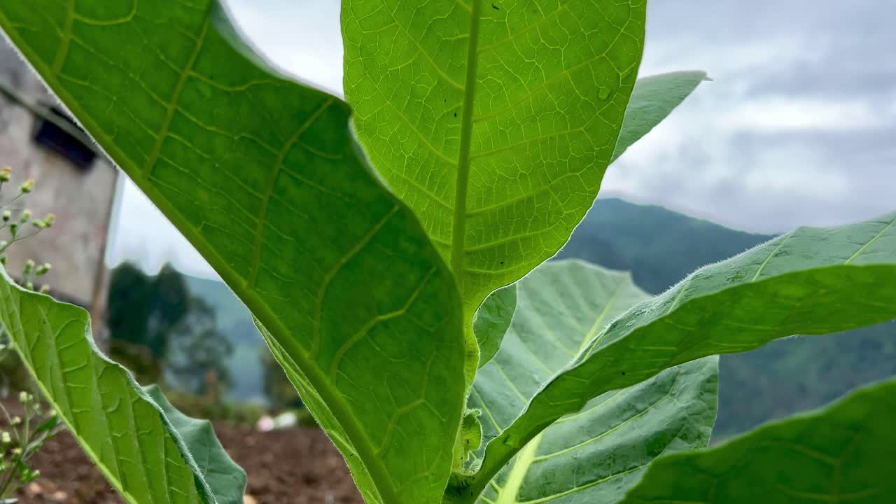 Detail tobacco leaves at tobacco farm with tropical mountain as the background
