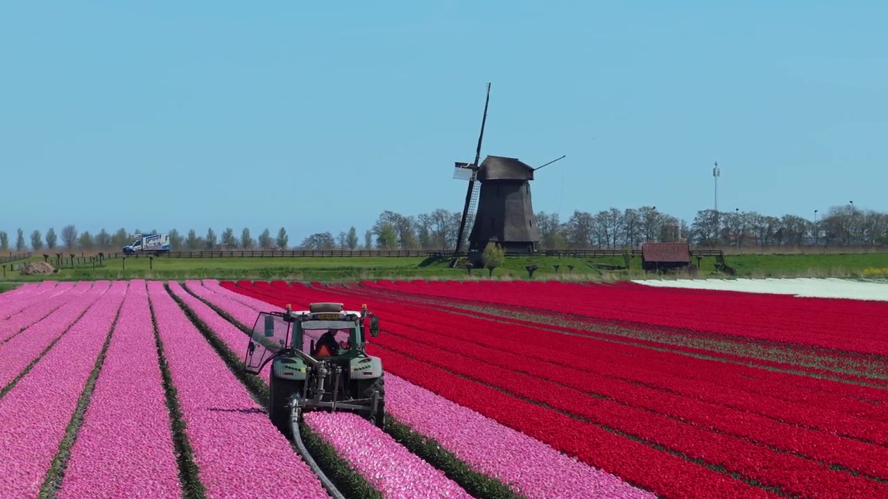 Paesaggio olandese pittoresco con un contadino alla guida di un trattore, filari di tulipani rosa e rossi vivaci accanto a un mulino a vento storico.